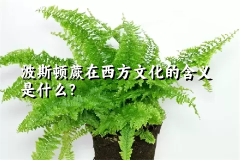 波斯顿蕨在西方文化的含义是什么？