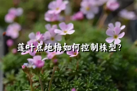 莲叶点地梅如何控制株型？