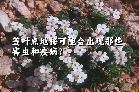 莲叶点地梅可能会出现那些害虫和疾病？