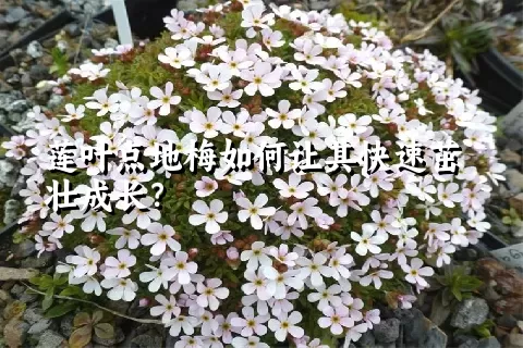 莲叶点地梅如何让其快速茁壮成长？