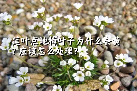莲叶点地梅叶子为什么会黄？应该怎么处理？
