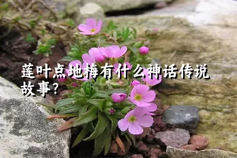 莲叶点地梅有什么神话传说故事？