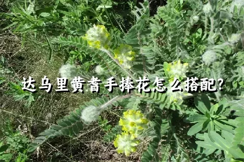 达乌里黄耆手捧花怎么搭配？