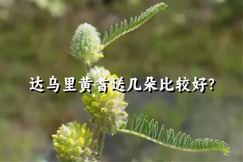 达乌里黄耆送几朵比较好？