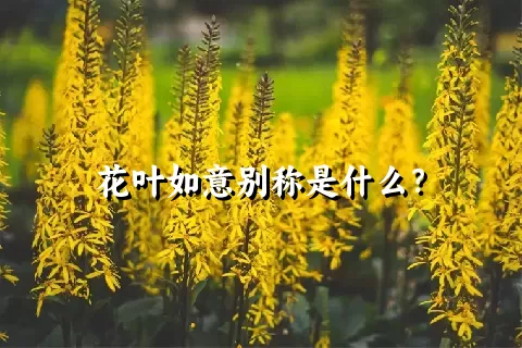 花叶如意别称是什么？