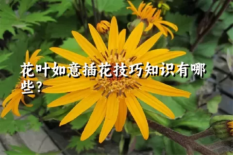 花叶如意插花技巧知识有哪些？