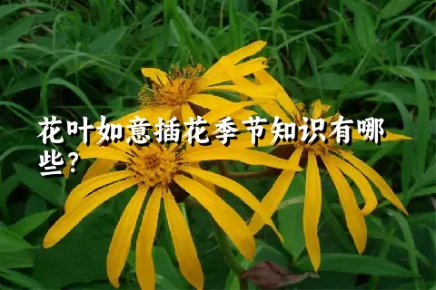 花叶如意插花季节知识有哪些？