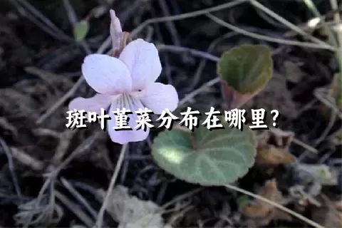 斑叶堇菜分布在哪里?