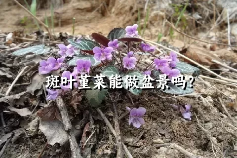 斑叶堇菜能做盆景吗？