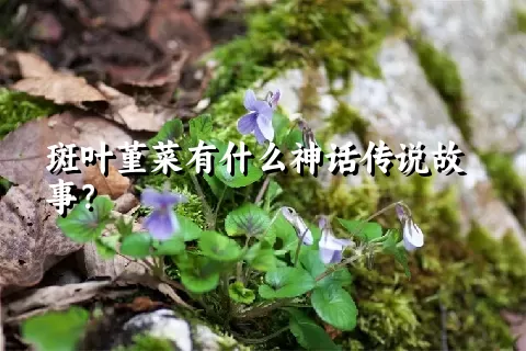 斑叶堇菜有什么神话传说故事？
