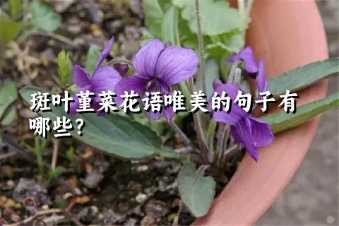 斑叶堇菜花语唯美的句子有哪些？