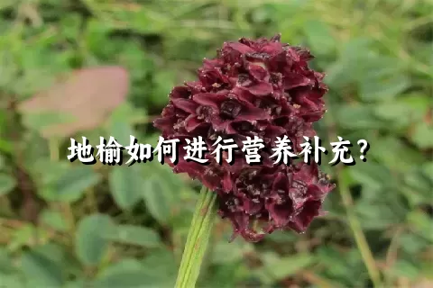 地榆如何进行营养补充？