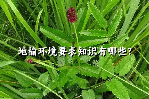 地榆环境要求知识有哪些？