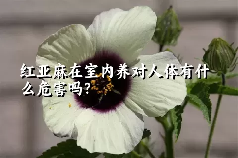 红亚麻在室内养对人体有什么危害吗？