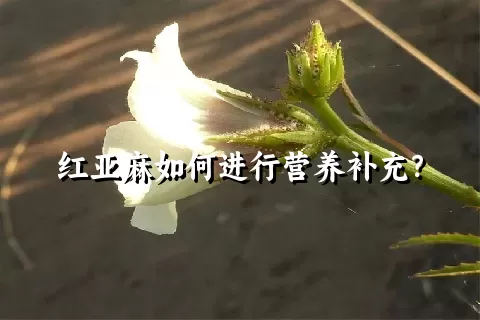 红亚麻如何进行营养补充？
