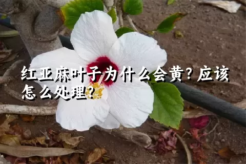 红亚麻叶子为什么会黄？应该怎么处理？