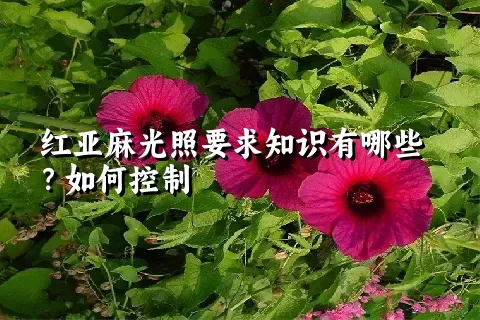 红亚麻光照要求知识有哪些？如何控制