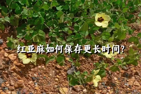 红亚麻如何保存更长时间？