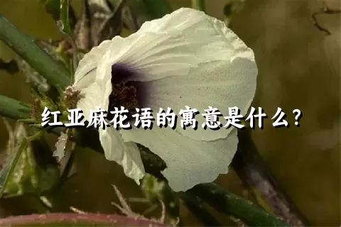 红亚麻花语的寓意是什么？