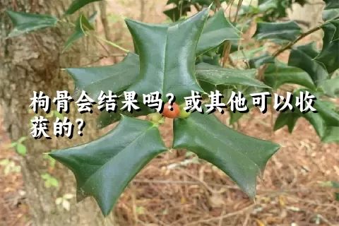 枸骨会结果吗？或其他可以收获的？