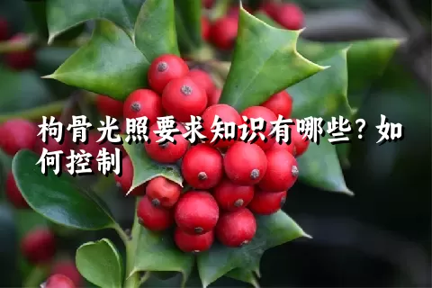 枸骨光照要求知识有哪些？如何控制