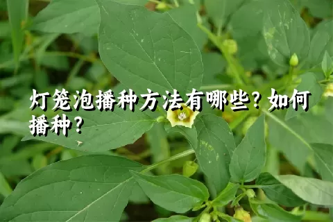 灯笼泡播种方法有哪些？如何播种？