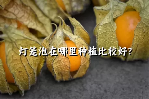 灯笼泡在哪里种植比较好？