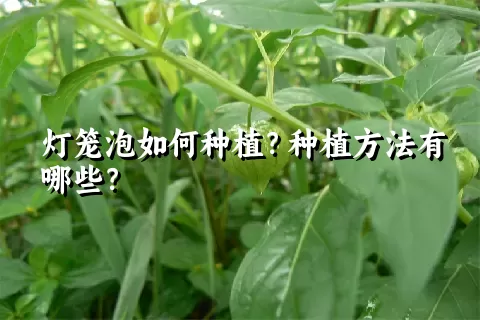 灯笼泡如何种植？种植方法有哪些？