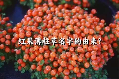 红果薄柱草名字的由来？