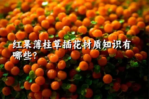 红果薄柱草插花材质知识有哪些？