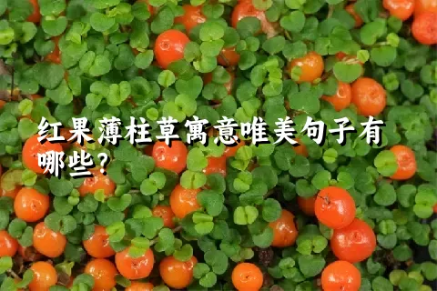 红果薄柱草寓意唯美句子有哪些？