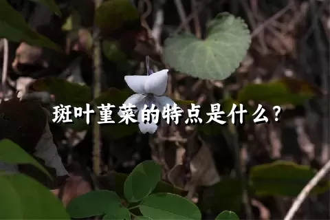 斑叶堇菜的特点是什么？