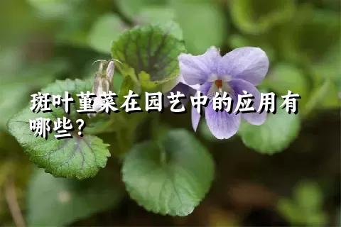 斑叶堇菜在园艺中的应用有哪些？