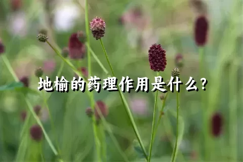 地榆的药理作用是什么？