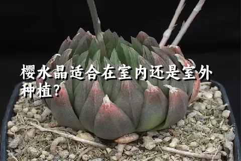 樱水晶适合在室内还是室外种植？