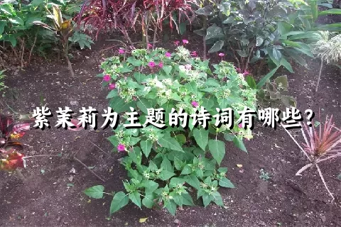 紫茉莉为主题的诗词有哪些？