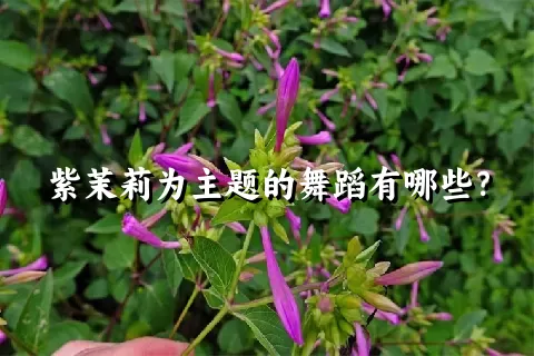 紫茉莉为主题的舞蹈有哪些？