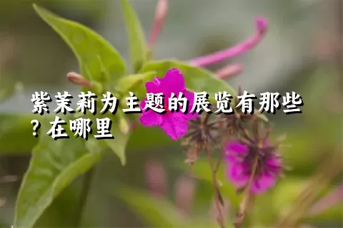 紫茉莉为主题的展览有那些？在哪里