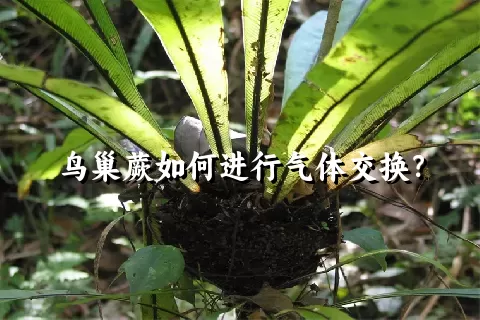 鸟巢蕨如何进行气体交换？