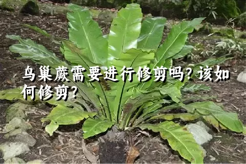 鸟巢蕨需要进行修剪吗？该如何修剪？