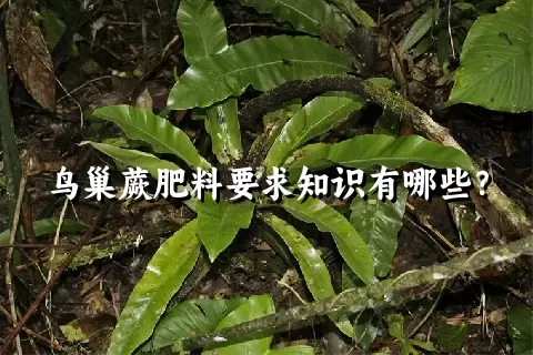 鸟巢蕨肥料要求知识有哪些？