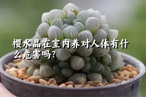 樱水晶在室内养对人体有什么危害吗？
