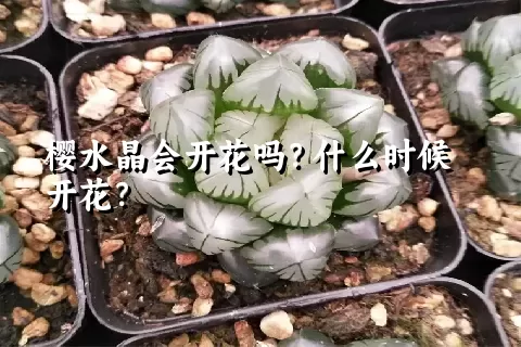 樱水晶会开花吗？什么时候开花？