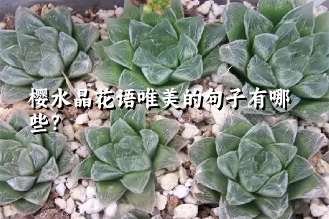 樱水晶花语唯美的句子有哪些？