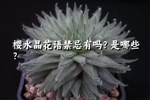 樱水晶花语禁忌有吗？是哪些？