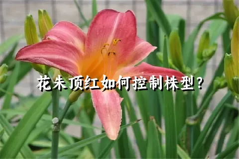 花朱顶红如何控制株型？