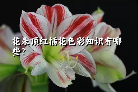 花朱顶红插花色彩知识有哪些？