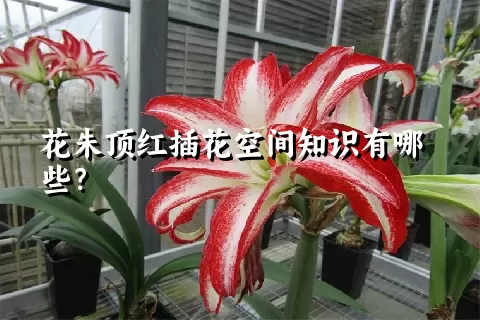 花朱顶红插花空间知识有哪些？