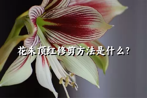 花朱顶红修剪方法是什么？