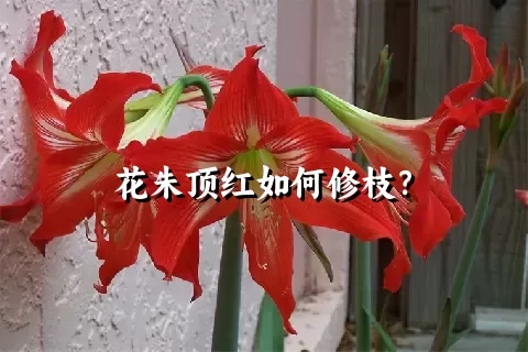 花朱顶红如何修枝？